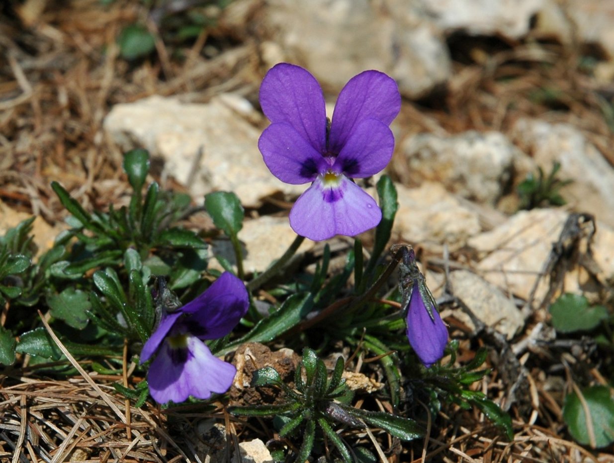 Viola dubyana / Viola di Duby